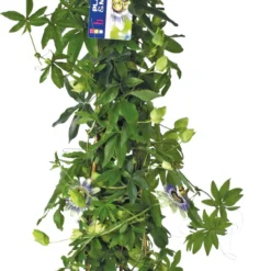 Passiebloem (Passiflora Caerulea) D 19 H 70 Cm