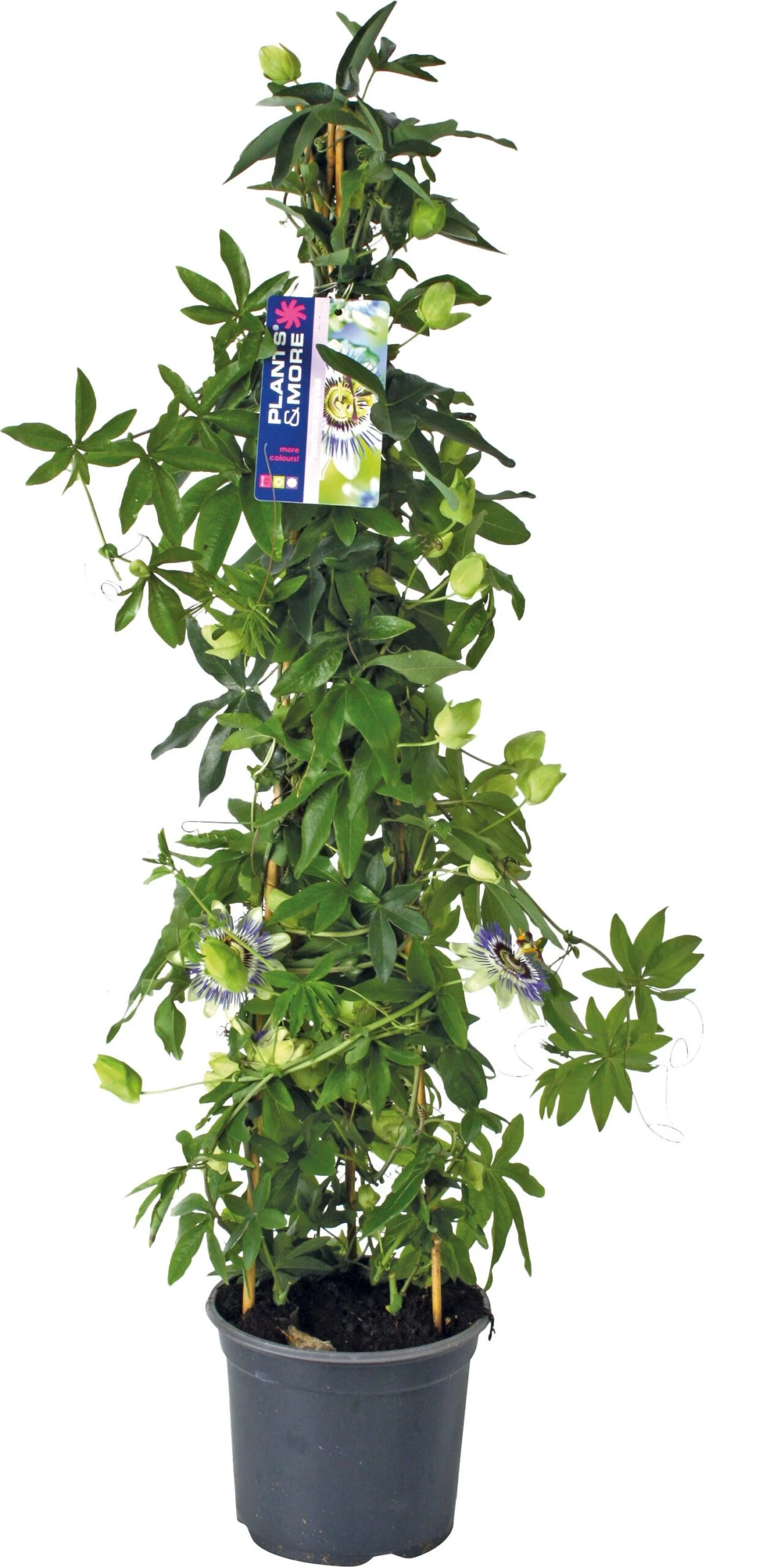 Passiebloem (Passiflora Caerulea) D 19 H 70 Cm 1 Passiebloem (Passiflora Caerulea) D 19 H 70 Cm