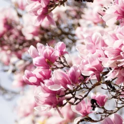 Magnolia/Beverboom (Magnolia Soulangeana 'Satisfaction') D 23 Cm