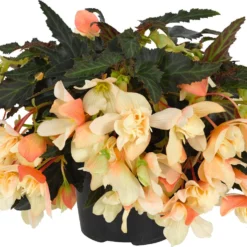 Hangbegonia (Begonia Tuberhybrida 'Waterfall') D 23 H 40 Cm