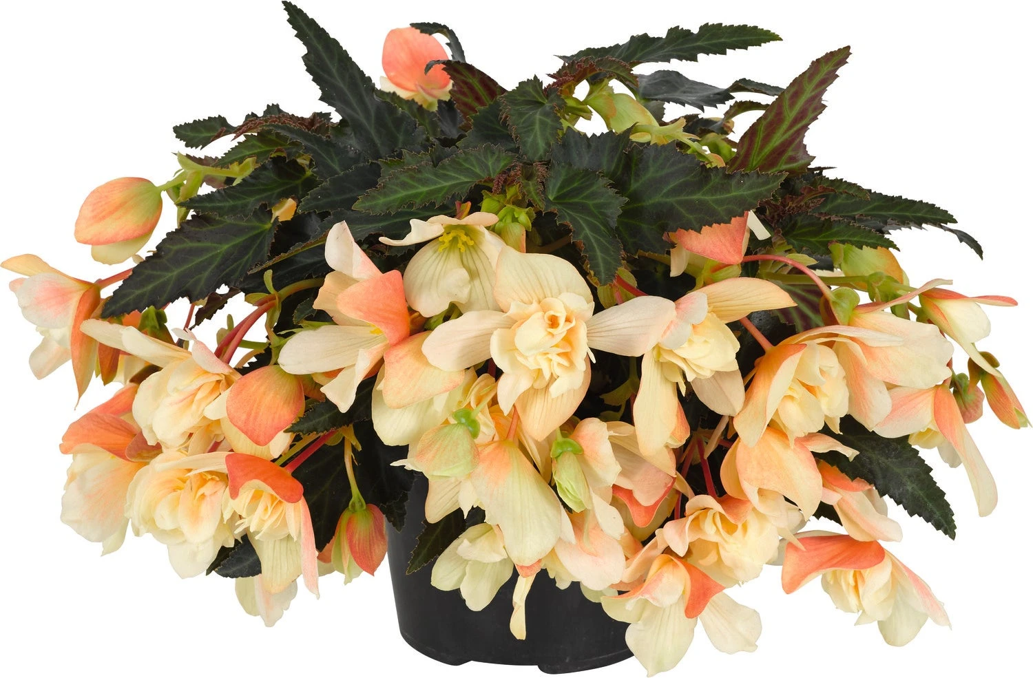 Hangbegonia (Begonia Tuberhybrida 'Waterfall') D 23 H 40 Cm 1 Hangbegonia (Begonia Tuberhybrida 'Waterfall') D 23 H 40 Cm