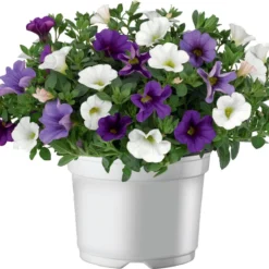 Minipetunia (Calibrachoa) D 27 H 40 Cm