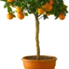 Mandarijnboom (Citrus Sinensis 'Calamondin') D 20 H 70 Cm