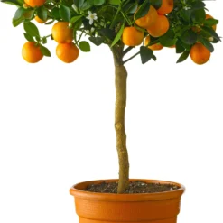 Mandarijnboom (Citrus Sinensis 'Calamondin') D 20 H 70 Cm