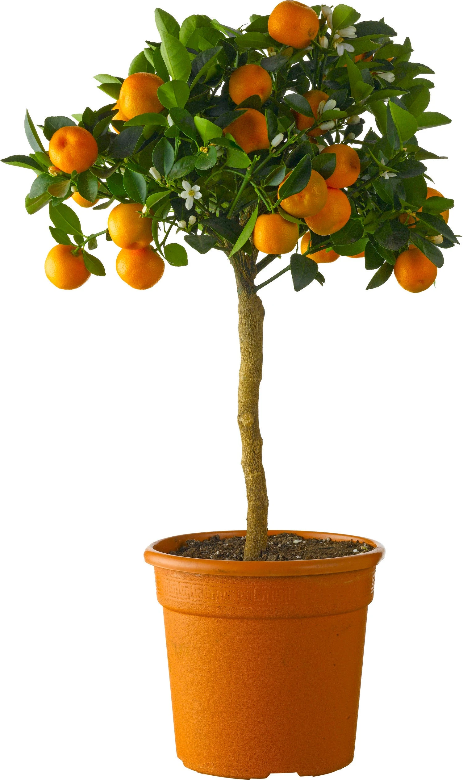 Mandarijnboom (Citrus Sinensis 'Calamondin') D 20 H 70 Cm 1 Mandarijnboom (Citrus Sinensis 'Calamondin') D 20 H 70 Cm