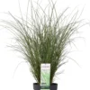 Prachtriet (Miscanthus Sinensis 'Gracillimus') D 23 H 100 Cm