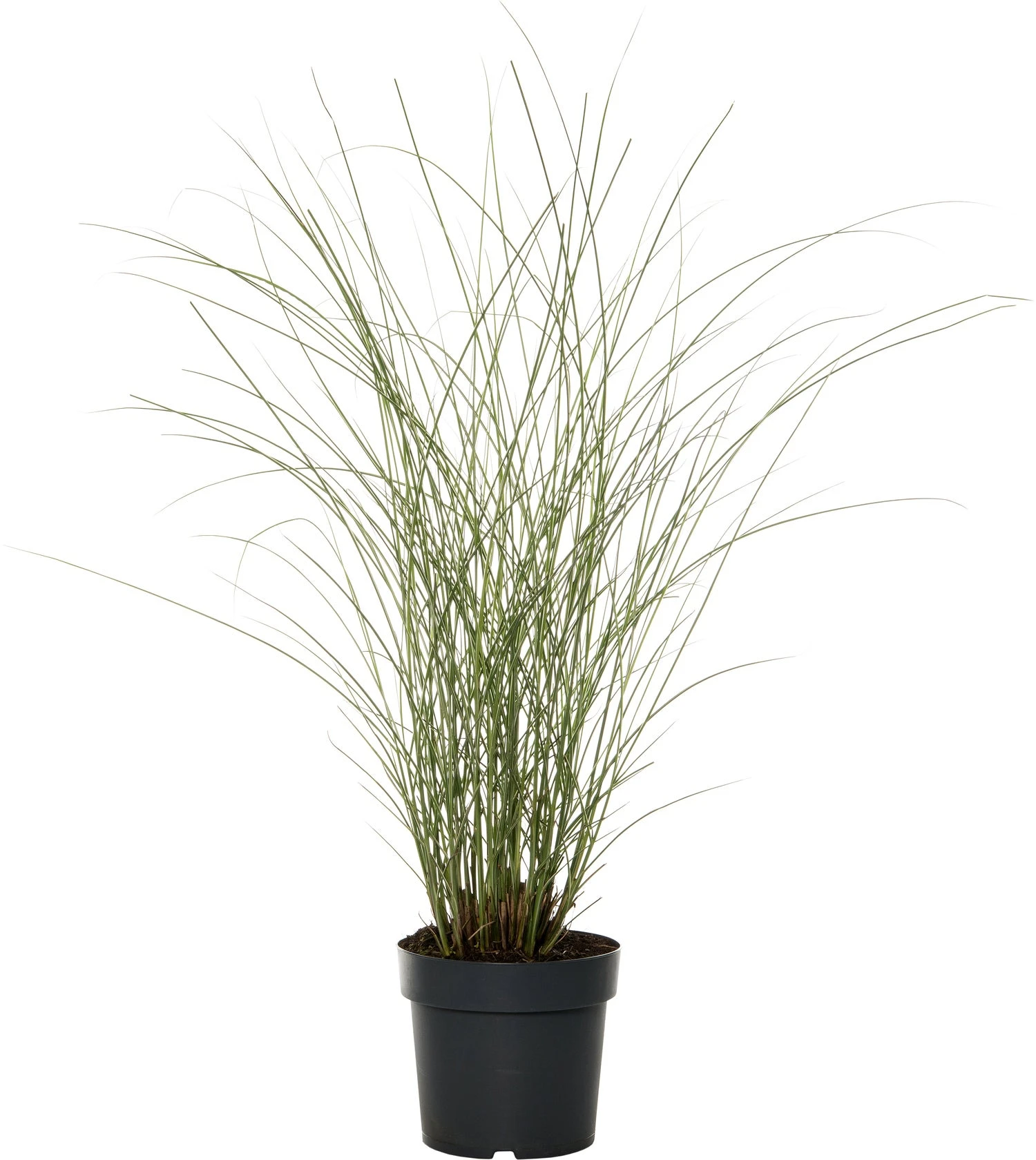 Chinees Riet (Miscanthus Sinensis 'Morning Light') D 23 H 80 Cm 1 Chinees Riet (Miscanthus Sinensis 'Morning Light') D 23 H 80 Cm