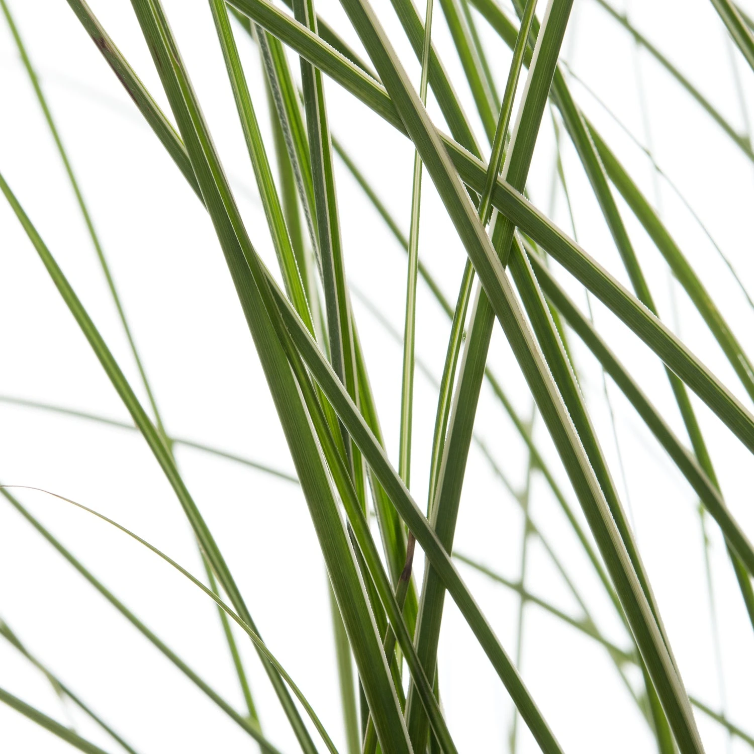 Chinees Riet (Miscanthus Sinensis 'Morning Light') D 23 H 80 Cm 2 Chinees Riet (Miscanthus Sinensis 'Morning Light') D 23 H 80 Cm - Afbeelding 2