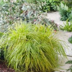 Zegge (Carex Oshimensis 'Everillo') D 23 H 40 Cm