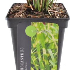 Prachtriet (Miscanthus Sinensis 'Little Zebra') D 23 H 35 Cm