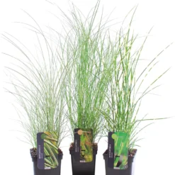 Chinees Riet (Miscanthus Sinensis 'Morning Light') D 23 H 60 Cm