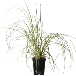 Pampasgras (Cortaderia Selloana 'Esperanta') D 23 H 60 Cm