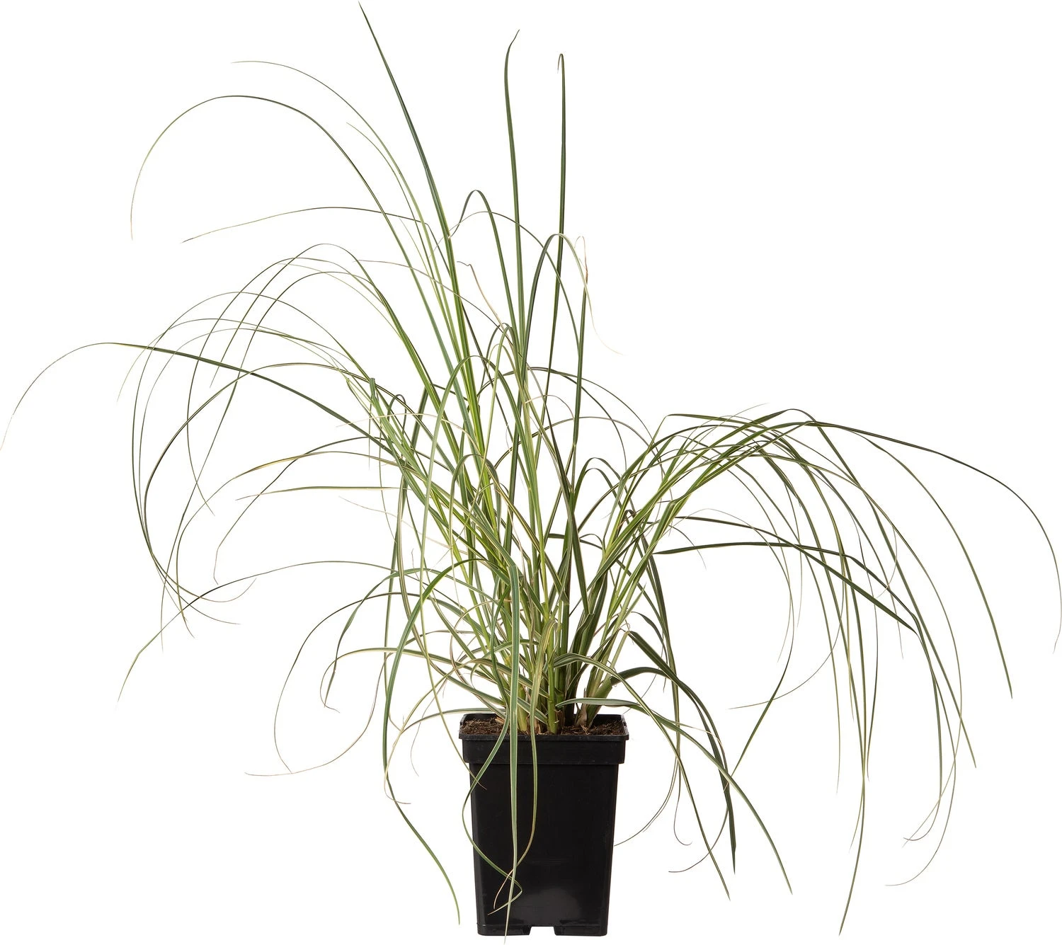 Pampasgras (Cortaderia Selloana 'Esperanta') D 23 H 60 Cm 1 Pampasgras (Cortaderia Selloana 'Esperanta') D 23 H 60 Cm