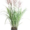 Chinees Riet (Miscanthus Sinensis ‘Vulcano’) D 23 H 80 Cm