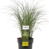 Chinees Riet (Miscanthus Sinensis 'Kleine Silberspinne') D 23 H 70 Cm