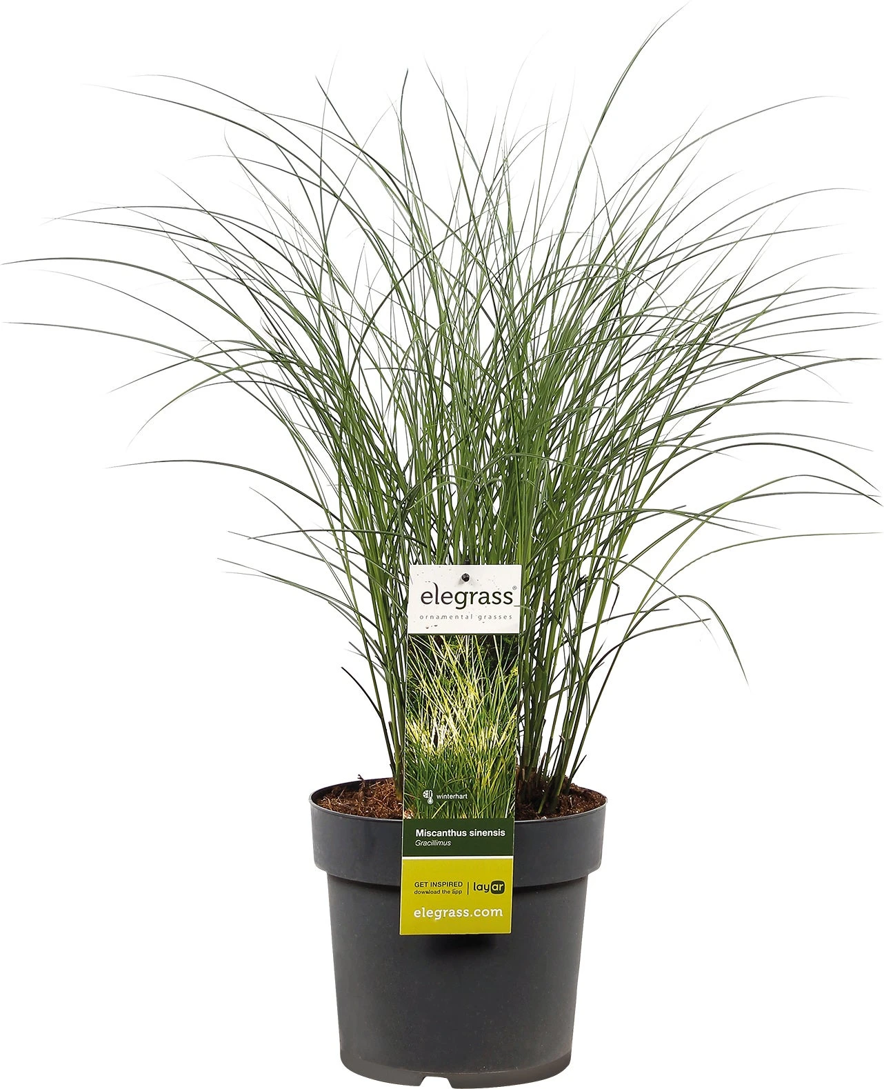 Chinees Riet (Miscanthus Sinensis 'Kleine Silberspinne') D 23 H 70 Cm 1 Chinees Riet (Miscanthus Sinensis 'Kleine Silberspinne') D 23 H 70 Cm