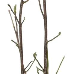 Magnolia (Magnolia Liliiflora 'Nigra') D 27 H 80 Cm