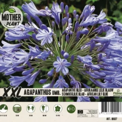 Florex Moederplant Afrikaanse Lelie (Agapanthus) Blauw