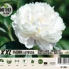 Florex Moederplant Pioenroos (Paeonia) Wit