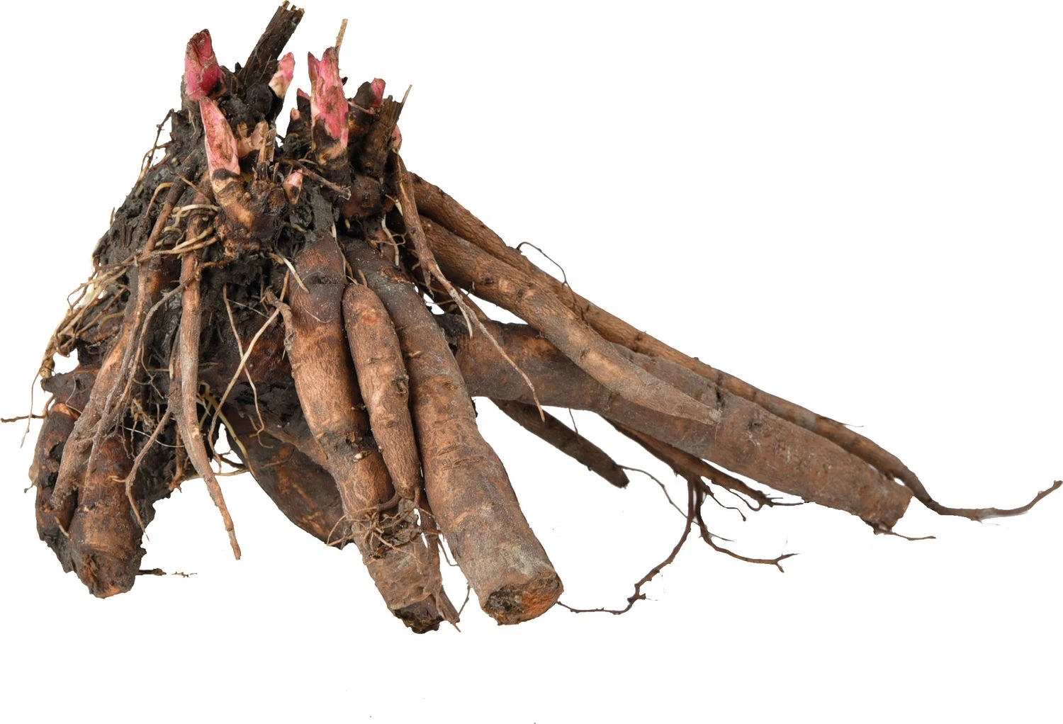 Florex Moederplant Pioenroos (Paeonia) Wit 2 Florex Moederplant Pioenroos (Paeonia) Wit - Afbeelding 2