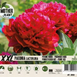 Florex Moederplant Pioenroos (Paeonia) Rood