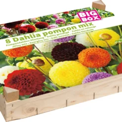 Florex Big Box Dahlia (Dahlia 'Pompon') Gemengd 8 Stuks