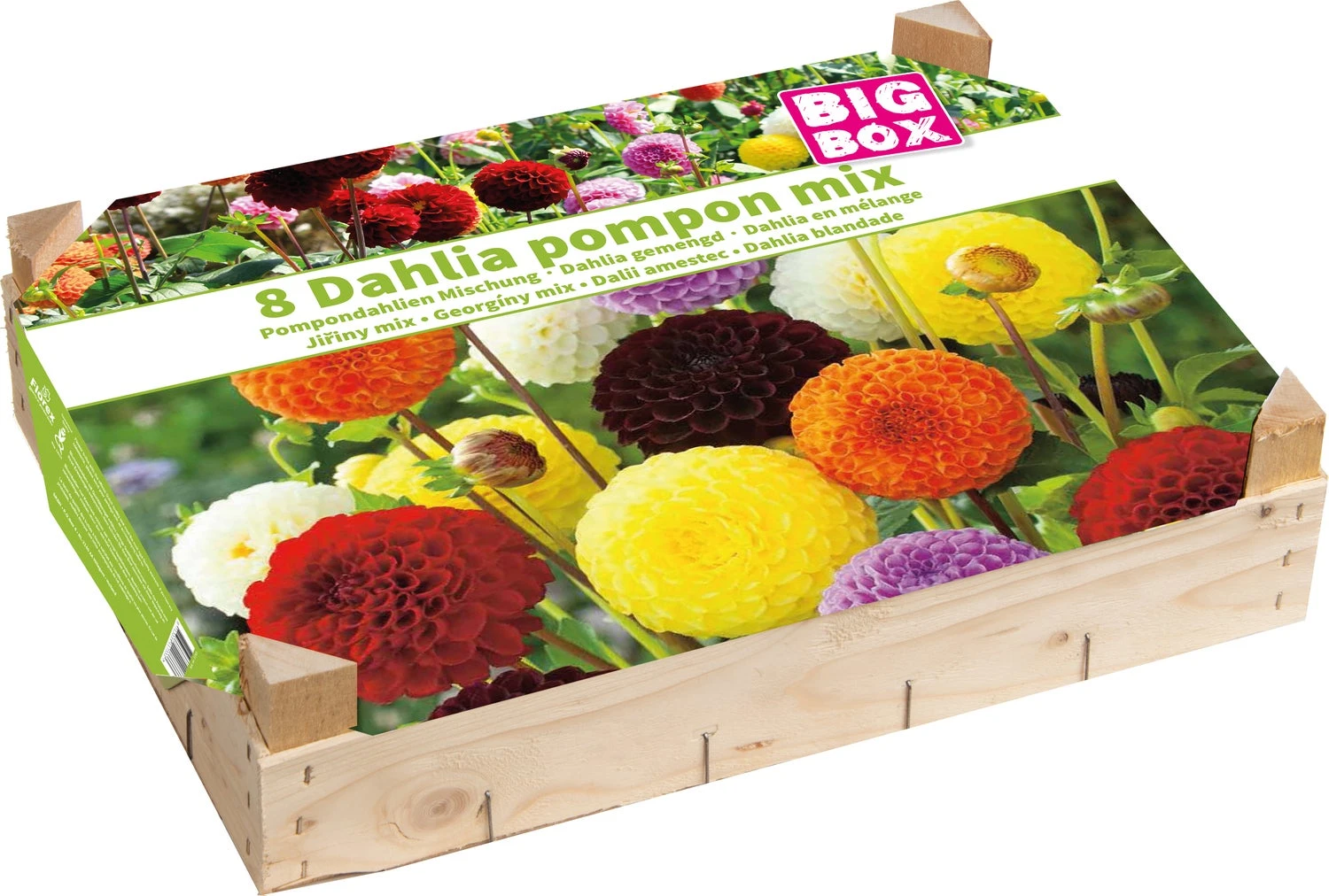 Florex Big Box Dahlia (Dahlia 'Pompon') Gemengd 8 Stuks 1 Florex Big Box Dahlia (Dahlia 'Pompon') Gemengd 8 Stuks