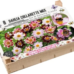 Florex Big Box Dahlia Knol (Dahlia) Bij En Vlinder Vriendelijk 8 Stuks