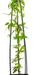 Bosrank (Clematis 'Hagley Hybrid') D 23 H 117 Cm