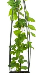 Bosrank (Clematis 'Jackmanii') D 23 H 117 Cm