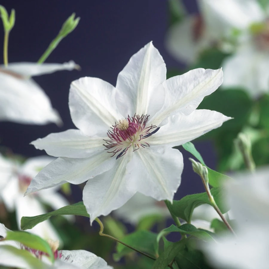 Bosrank (Clematis 'Miss Bateman') D 23 H 117 Cm 2 Bosrank (Clematis 'Miss Bateman') D 23 H 117 Cm - Afbeelding 2