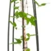 Bosrank (Clematis 'Multi Blue') D 23 H 117 Cm