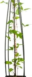 Bosrank (Clematis 'Multi Blue') D 23 H 117 Cm