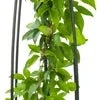 Bosrank (Clematis 'Nelly Moser') D 23 H 117 Cm