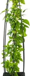 Bosrank (Clematis 'Nelly Moser') D 23 H 117 Cm