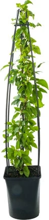 Bosrank (Clematis 'Nelly Moser') D 23 H 117 Cm 1 Bosrank (Clematis 'Nelly Moser') D 23 H 117 Cm