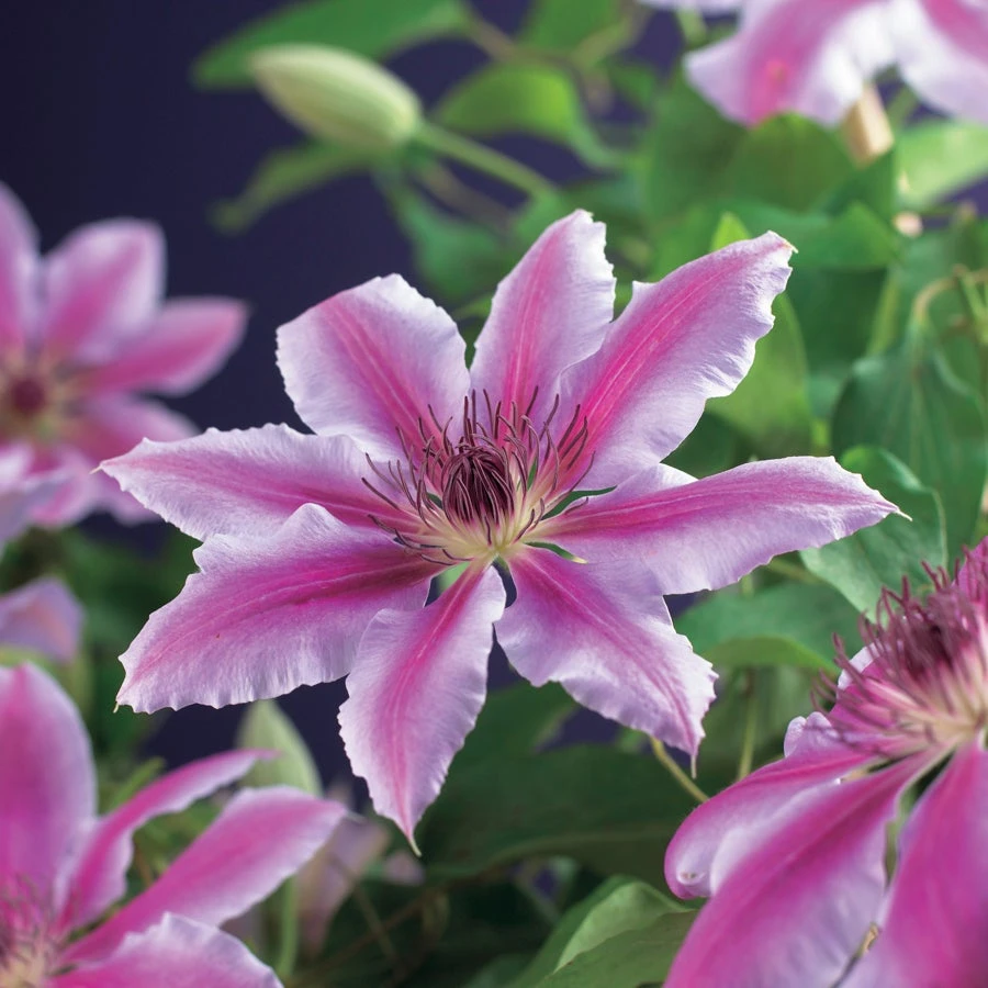 Bosrank (Clematis 'Nelly Moser') D 23 H 117 Cm 2 Bosrank (Clematis 'Nelly Moser') D 23 H 117 Cm - Afbeelding 2