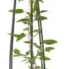Bosrank (Clematis 'The President') D 23 H 117 Cm