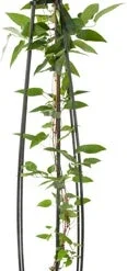 Bosrank (Clematis 'The President') D 23 H 117 Cm