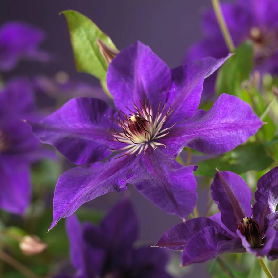 Bosrank (Clematis 'The President') D 23 H 117 Cm 2 Bosrank (Clematis 'The President') D 23 H 117 Cm - Afbeelding 2