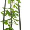 Bosrank (Clematis 'Ville De Lyon') D 23 H 117 Cm