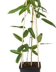 Bosrank (Clematis Armandii) D 16 H 75 Cm