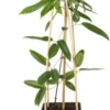 Bosrank (Clematis Armandii) D 23 H 117 Cm