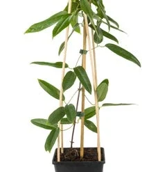 Bosrank (Clematis Armandii) D 23 H 117 Cm