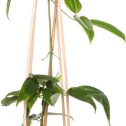 Bosrank (Clematis Armandii 'Apple Blossom') D 16 H 75 Cm