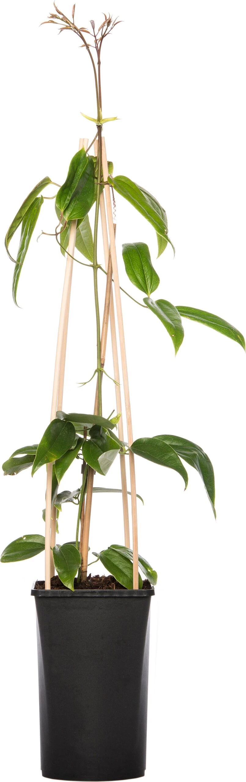 Bosrank (Clematis Armandii 'Apple Blossom') D 16 H 75 Cm 1 Bosrank (Clematis Armandii 'Apple Blossom') D 16 H 75 Cm