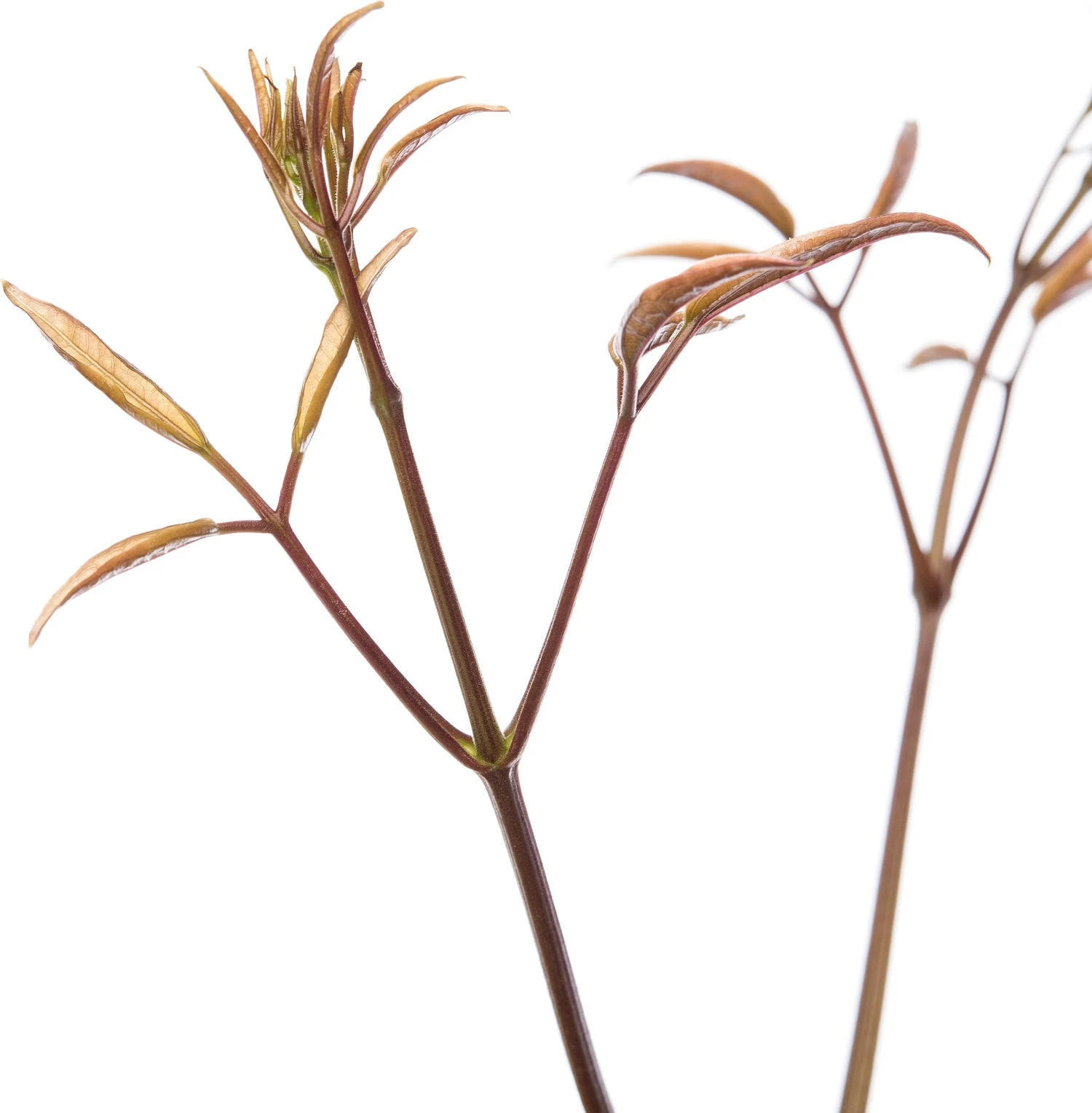 Bosrank (Clematis Armandii 'Apple Blossom') D 16 H 75 Cm 2 Bosrank (Clematis Armandii 'Apple Blossom') D 16 H 75 Cm - Afbeelding 2