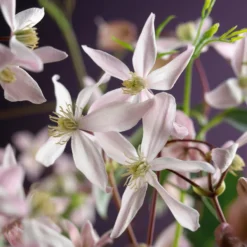 Bosrank (Clematis Armandii 'Apple Blossom') D 16 H 75 Cm 5 Bosrank (Clematis Armandii 'Apple Blossom') D 16 H 75 Cm -Aanbiedingen Buiten Joy Winkel 8714339255636 4