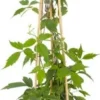 Bosrank (Clematis Montana 'Rubens') D 23 H 117 Cm