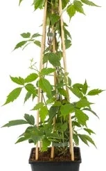 Bosrank (Clematis Montana 'Rubens') D 23 H 117 Cm